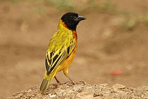 Yellow backed weaver1