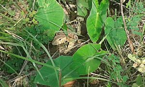 Yellow monitor lizard