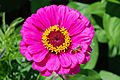 Zinnia July 2010-1