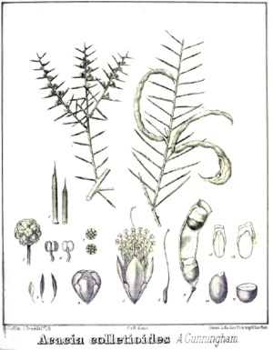 Acacia colletoides.PNG