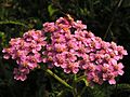 Achillea20090912 079