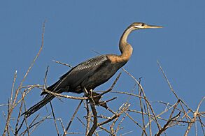 African darter (Anhinga rufa) immature