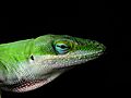 Anolis carolinensis