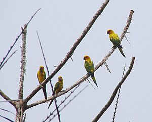 Aratinga maculata.jpg