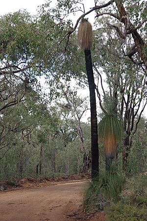 Avon vally gnangarra-23