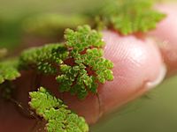 Azolla caroliniana