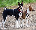 Basenji pair edit