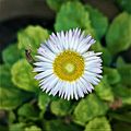 Bellis perennis-fully bloomed flower