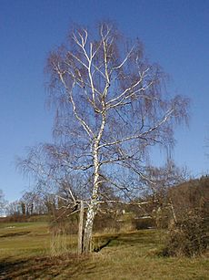 Betula pendula winter