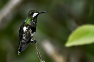 Black-bellied Thorntail perched