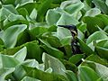 Black Bittern