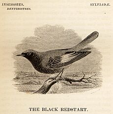 Black Redstart from Yarrell History of British Birds 1843