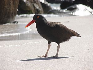 Blackish oystercatcher Bahia Inglesa Chile.jpg