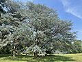 Blue Atlas cedar