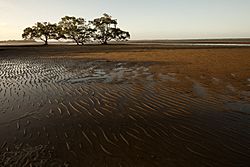 Boondall Wetlands (6968543386)