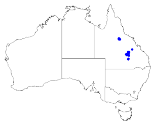 Boronia eriantha DistMap37.png