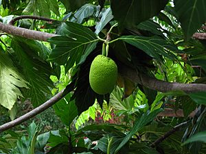 Bread fruit tree