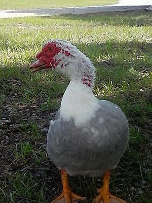 Cairina moschata -Graniteville SC USA=Cinderfella