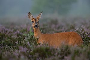 Capreolus capreolus 2 (Marek Szczepanek)