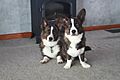 Cardigan Welsh Corgi's