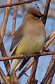 CedarWaxWing Rockwall TX US