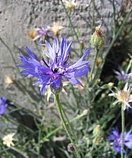 Centaurea cyanus b