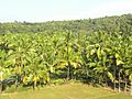 Coconut trees and paddy field 02