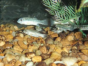 Comanche Springs pupfish.jpg