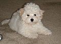 Coton de Tulear puppy