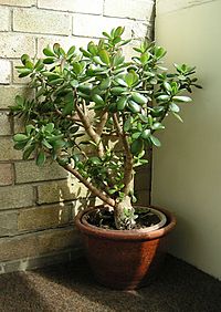 Crassula ovata 700.jpg