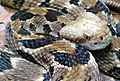 Crotalus horridus (5)