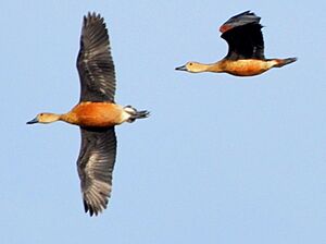 Dendrocygna flight