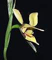 Diuris drummondii 280403