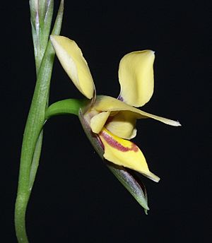 Diuris drummondii 280403.jpg