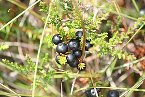 Empetrum nigrum by Maseltov 2.jpg