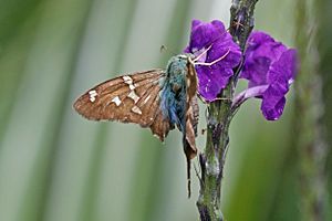 Esmeralda longtail (Urbanus esmeraldus)