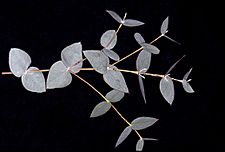 Eucalyptus horistes leaves