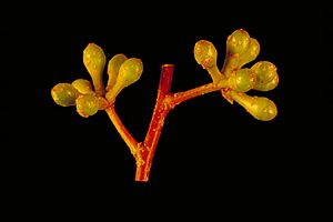 Eucalyptus sphaerocarpa buds