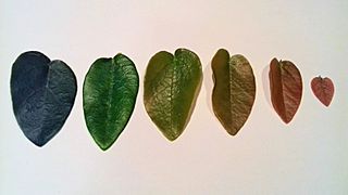 Feuilles de Ficus pumila