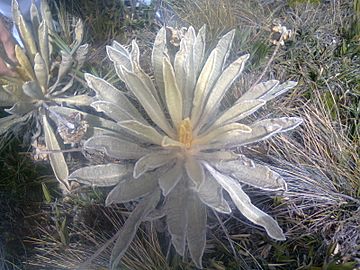 Flor del agua