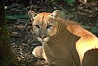 Florida panther(2) (5164633462).jpg