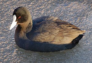 Fulica atra 1