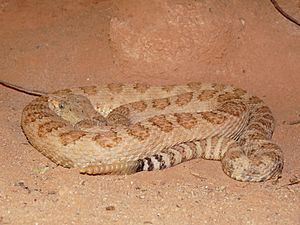 Grand Canyon pink rattlesnake.jpg