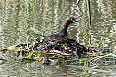 Grebe-australasian