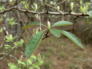 Gum-Bumelia (2945882076).gif