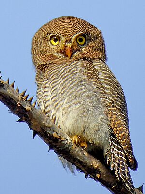 Jungle owlet (Glaucidium radiatum) Photograph by Shantanu Kuveskar.jpg