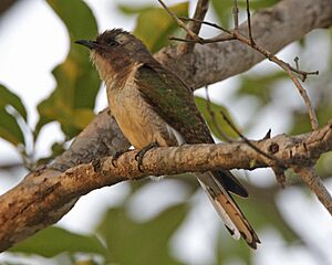 Klaas's Cuckoo (Chrysococcyx klaas) 2.jpg