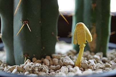 Leucocoprinus birnbaumii (30092838661)