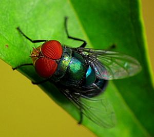 Male Bluebottle - Chrysomya rufifacies.jpg