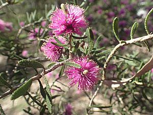 Melaleuca sclerophylla foliage and flowers.jpg